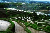 Beautiful Rice Terrace in Jatiluwih