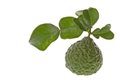 Kaffir Lime Leaves